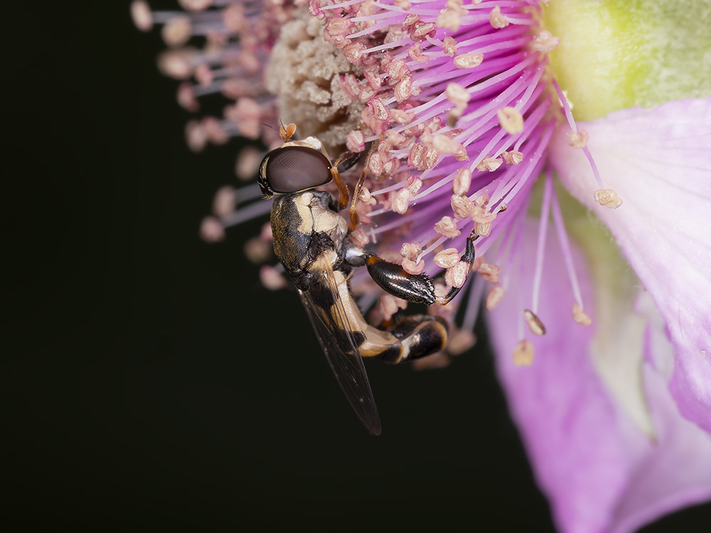 Sirfide da identificare